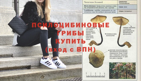мяу мяу мука Белокуриха