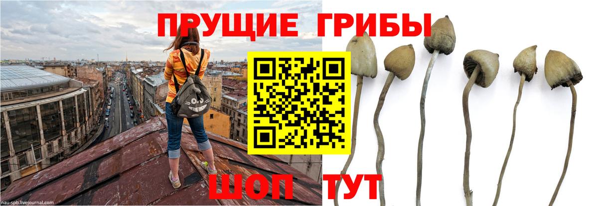Галлюциногенные грибы Psilocybe  Вход с VPN  Горячий Ключ 